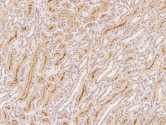 C1orf198 Antibody in Immunohistochemistry (Paraffin) (IHC (P))