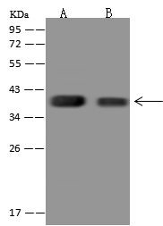 C1orf198 Antibody in Western Blot (WB)