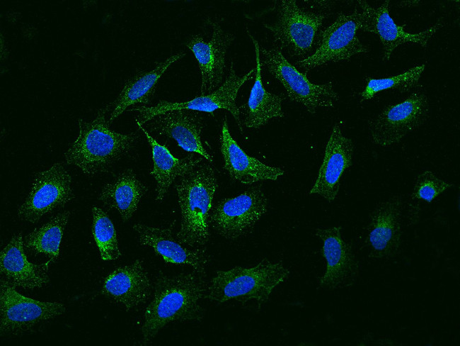 NBPF15 Antibody in Immunocytochemistry (ICC/IF)