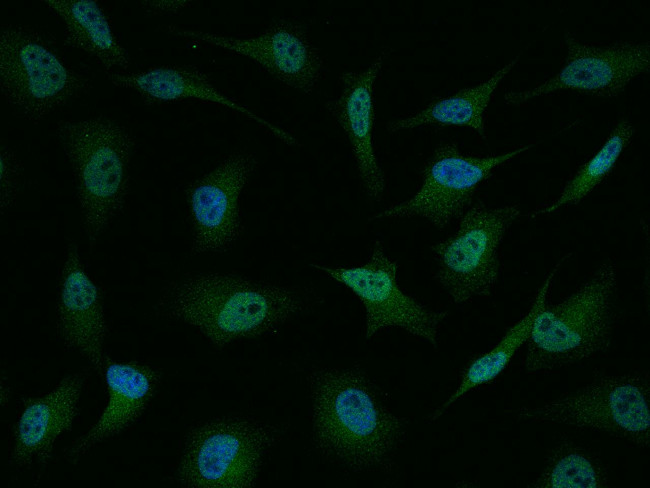 TBX3 Antibody in Immunocytochemistry (ICC/IF)