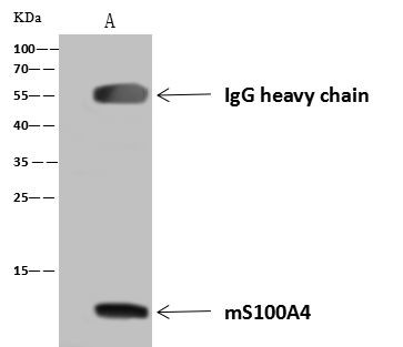 S100A4 Antibody in Immunoprecipitation (IP)