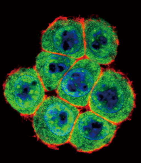 SMAD4 Antibody in Immunocytochemistry (ICC/IF)