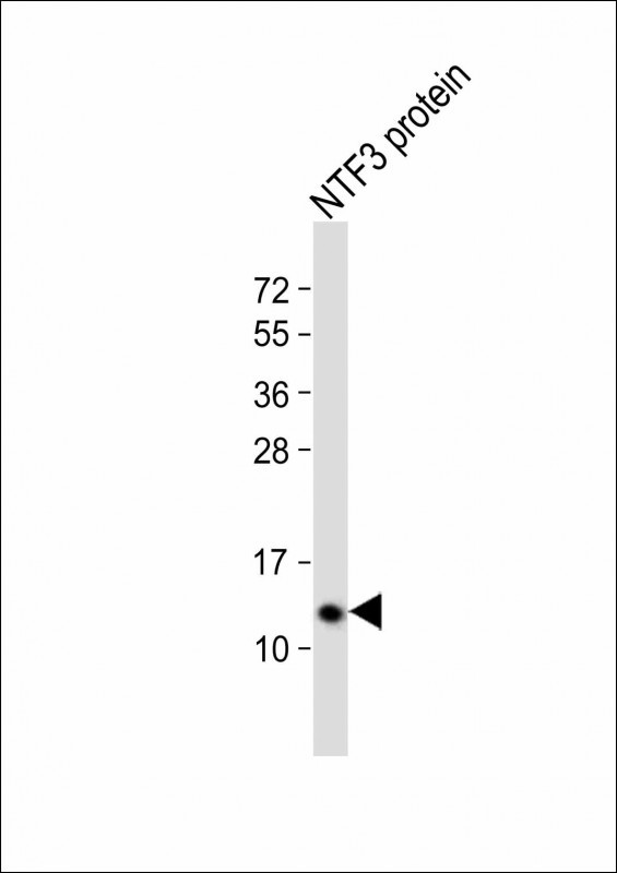 NTF3 Antibody in Western Blot (WB)