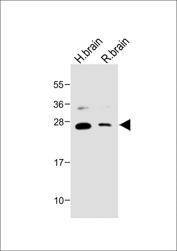 NTF3 Antibody in Western Blot (WB)