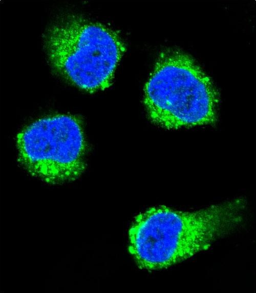 NGF Antibody in Immunocytochemistry (ICC/IF)