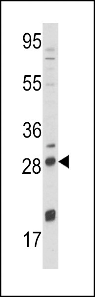 NGF Antibody in Western Blot (WB)