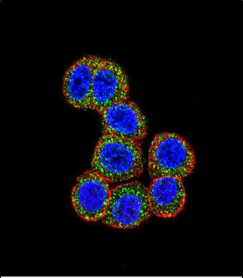 c-Raf Antibody in Immunocytochemistry (ICC/IF)