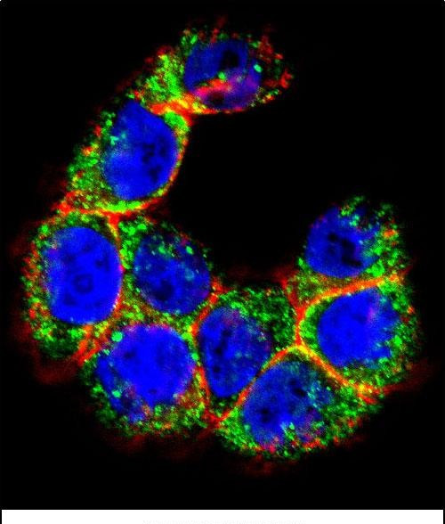 MUC20 Antibody in Immunocytochemistry (ICC/IF)