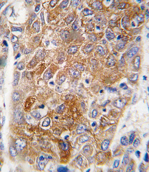 ALDH1L1 Antibody in Immunohistochemistry (Paraffin) (IHC (P))