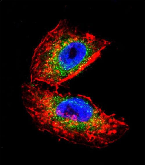 Acetylcholinesterase Antibody in Immunocytochemistry (ICC/IF)