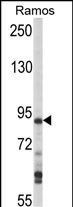 HPK1 Antibody in Western Blot (WB)