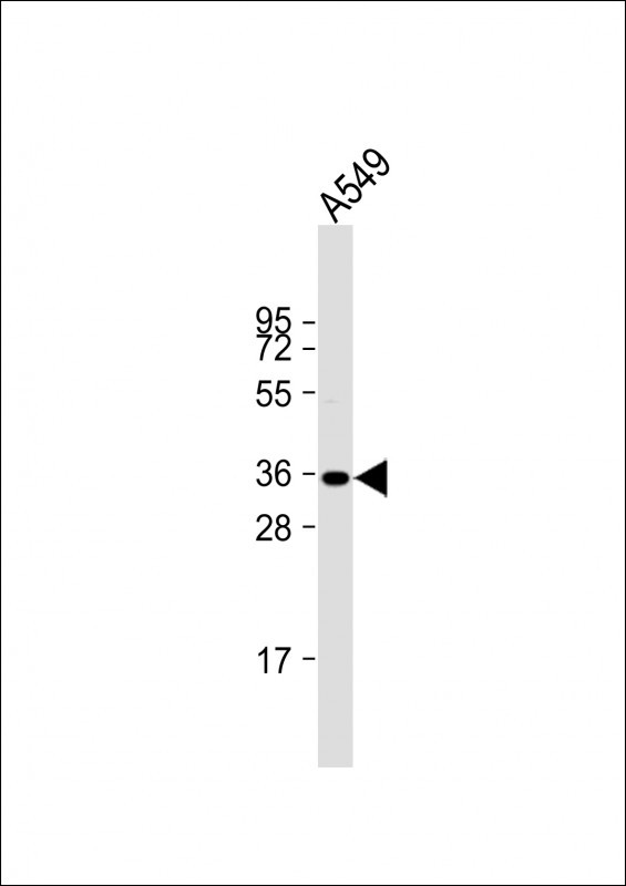 Caspase 9 Antibody in Western Blot (WB)