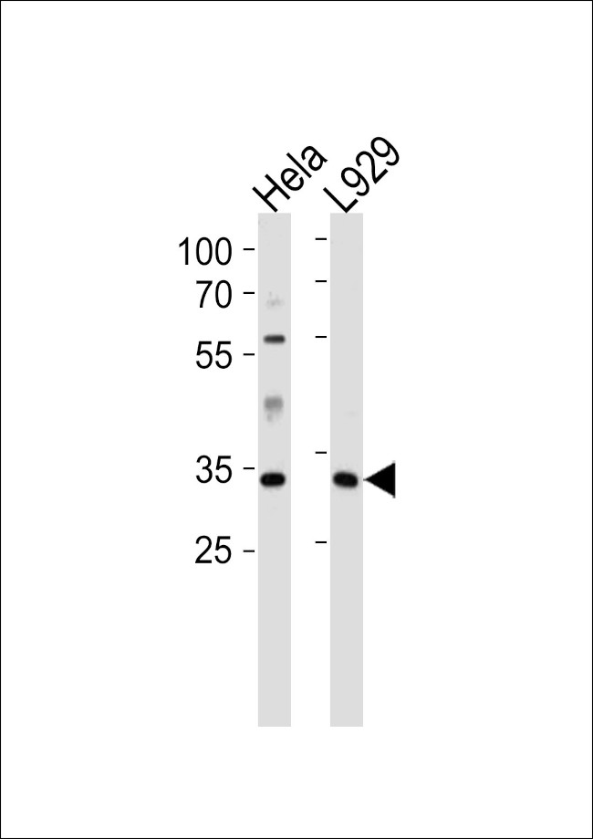 Caspase 9 Antibody in Western Blot (WB)