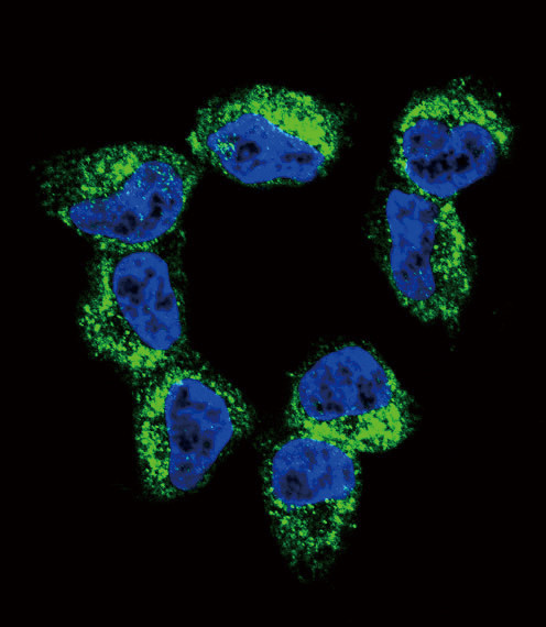 BDNF Antibody in Immunocytochemistry (ICC/IF)