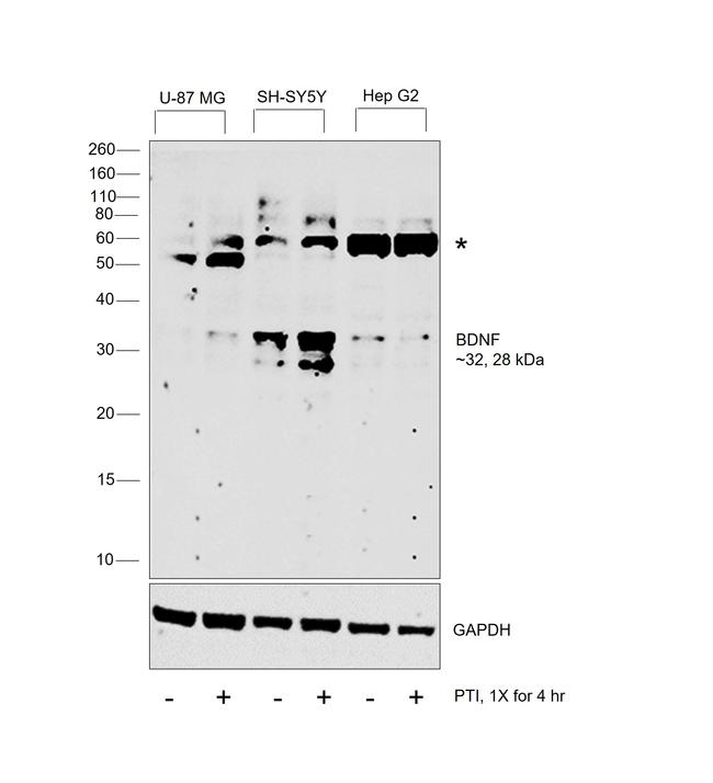 BDNF Antibody in Western Blot (WB)