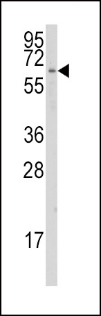 CYP1A1 Antibody in Western Blot (WB)