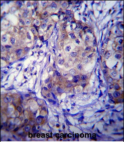 CYP1A1 Antibody in Immunohistochemistry (Paraffin) (IHC (P))