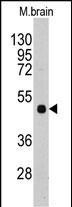 PI4K2A Antibody in Western Blot (WB)