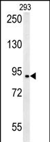 BRD2 Antibody in Western Blot (WB)