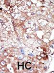 GAK Antibody in Immunohistochemistry (Paraffin) (IHC (P))