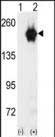 GAK Antibody in Western Blot (WB)