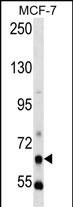 PCK1 Antibody in Western Blot (WB)