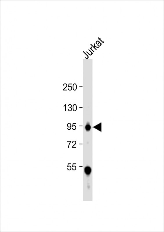 WEE1 Antibody in Western Blot (WB)