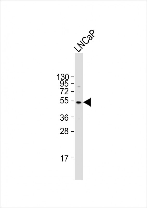 ULK3 Antibody in Western Blot (WB)