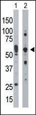 PKR Antibody in Western Blot (WB)