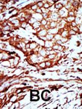 14-3-3 beta Antibody in Immunohistochemistry (Paraffin) (IHC (P))