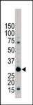 14-3-3 beta Antibody in Western Blot (WB)