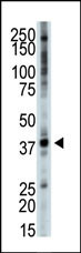 TRIB3 Antibody in Western Blot (WB)