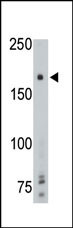 PTPRG Antibody in Western Blot (WB)