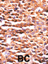 PP2A alpha Antibody in Immunohistochemistry (Paraffin) (IHC (P))