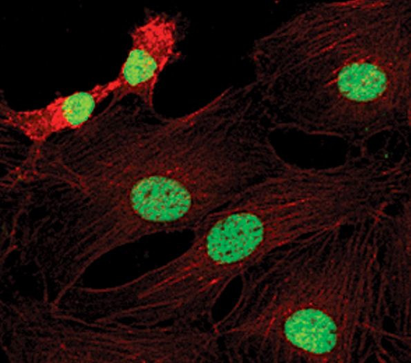 H3K9me2 Antibody in Immunocytochemistry (ICC/IF)