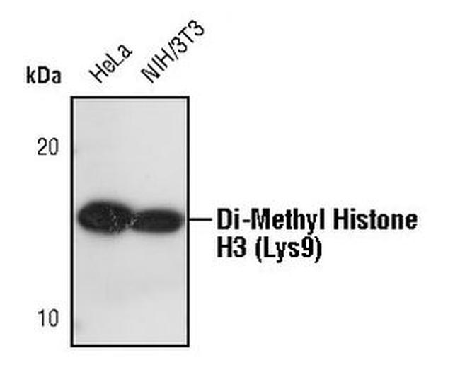 H3K9me2 Antibody in Western Blot (WB)