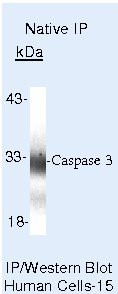 Caspase 3 Antibody in Immunoprecipitation (IP)