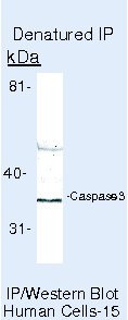 Caspase 3 Antibody in Immunoprecipitation (IP)