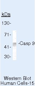 Caspase 9 Antibody in Western Blot (WB)