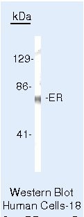 Estrogen Receptor alpha Antibody in Western Blot (WB)