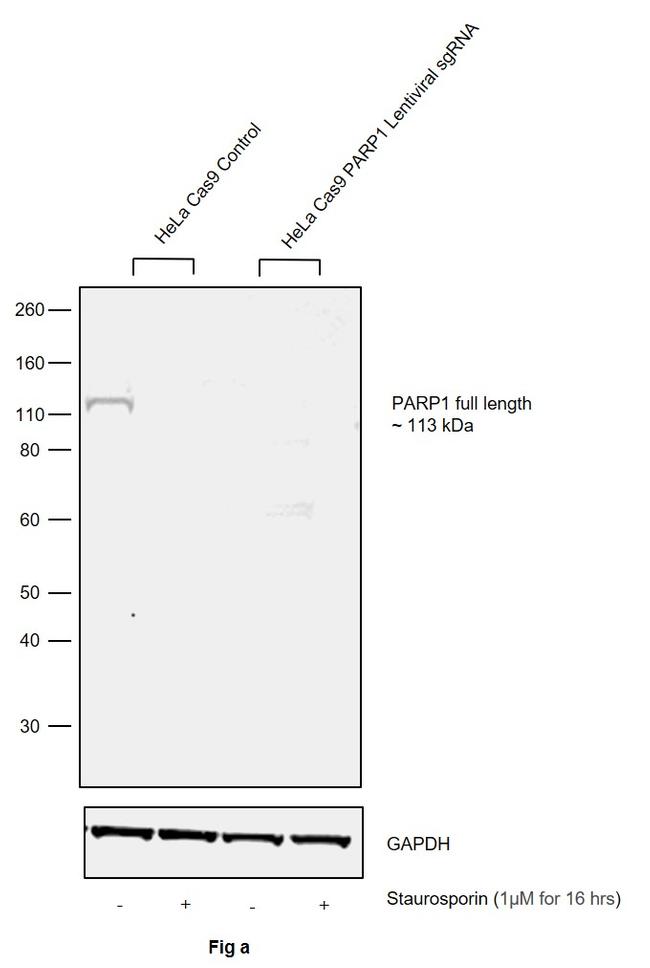 PARP1 Antibody in Western Blot (WB)