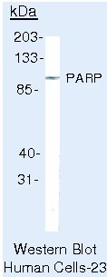 PARP1 Antibody in Western Blot (WB)