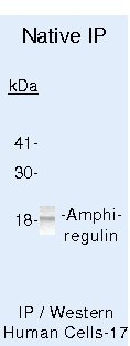 Amphiregulin Antibody in Immunoprecipitation (IP)