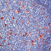 Lysozyme Antibody in Immunohistochemistry (Paraffin) (IHC (P))