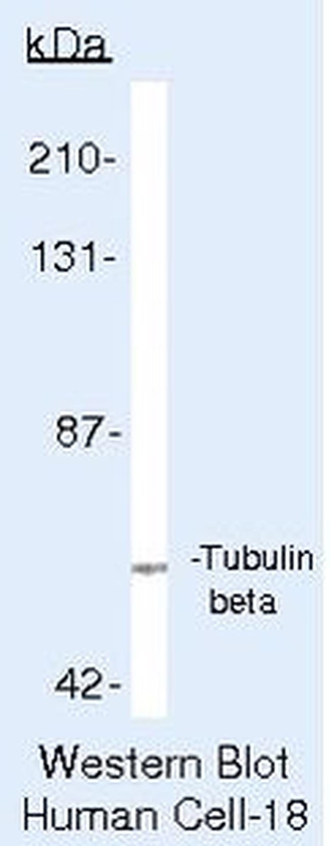 beta Tubulin Antibody in Western Blot (WB)