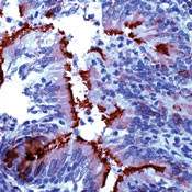 alpha Tubulin Antibody in Immunohistochemistry (Paraffin) (IHC (P))