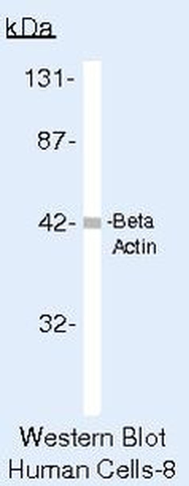 beta Actin Antibody in Western Blot (WB)