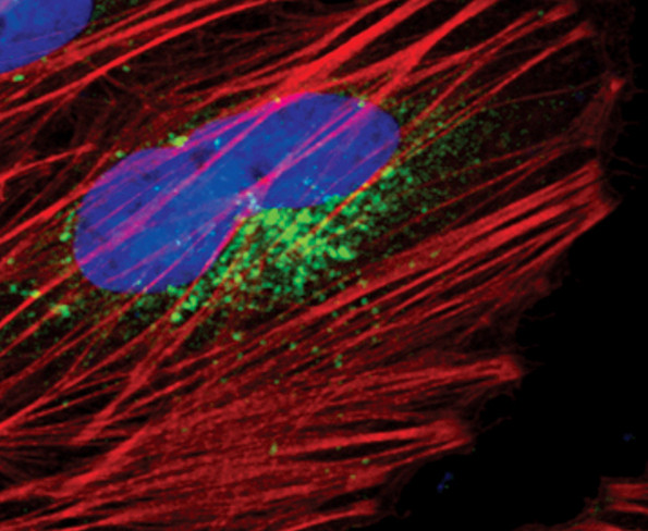 RRAGC Antibody in Immunocytochemistry (ICC/IF)