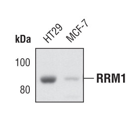 RRM1 Antibody in Western Blot (WB)