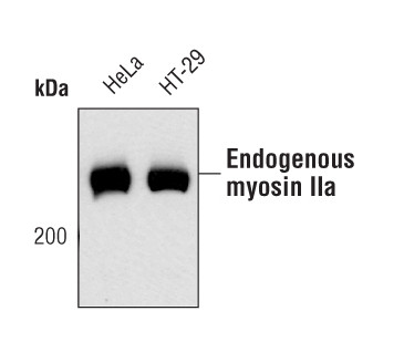 MYH9 Antibody in Western Blot (WB)